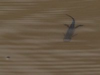 maudoc.com • Alpine Newt - Tritone alpestre - Ichthyosaura alpestris •  IMG_6289.jpg : Tritone alpestre