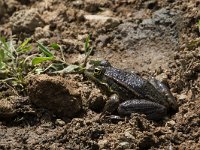 maudoc.com • Balkan Frog - Rana dei Balcani - Pelophylax kurtmuelleri •  IMG_7068.jpg   Greece : Rana