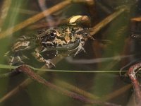 maudoc.com • Marsh Frog - Rana verde maggiore - Pelophylax ridibundus •  IMG_6717.jpg   Greece : Rana