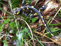 maudoc.com • Fire Salamander - Salamandra pezzata - Salamandra salamandra •  IMG_9777.jpg : Salamandra pezzata