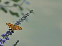 maudoc.com • Argynnis paphia •  IMG_5861.jpg   Argynnis paphia : Farfalla, Argynnis paphia