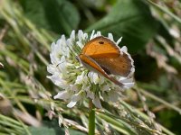 maudoc.com • Coenonympha pamphilus •  Coenonympha_pamphilus03.jpg   Coenonympha pamphilus : Coenonympha pamphilus, Farfalla