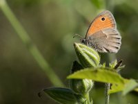 maudoc.com • Coenonympha pamphilus •  IMG_1827.jpg   Coenonympha pamphilus : Farfalla, Coenonympha pamphilus