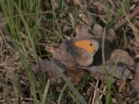 maudoc.com • Coenonympha pamphilus •  IMG_3950.jpg   Coenonympha pamphilus : Farfalla, Coenonympha pamphilus