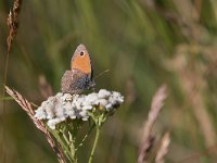 maudoc.com • Coenonympha pamphilus •  IMG_6263.jpg   Coenonympha pamphilus : Farfalla, Coenonympha pamphilus