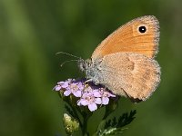 maudoc.com • Coenonympha pamphilus •  IMG_7836.jpg   Coenonympha pamphilus : Coenonympha pamphilus