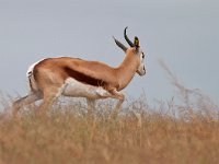Springbok - Antidorcas marsupialis