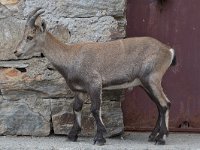 maudoc.com • Alpine Ibex - Stambecco delle Alpi - Capra ibex •  IMG_6301.jpg : Stambecco