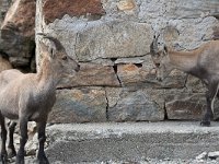 maudoc.com • Alpine Ibex - Stambecco delle Alpi - Capra ibex •  IMG_6319.jpg : Stambecco