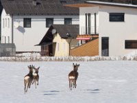 maudoc.com • Roe Deer - Capriolo - Capreolus capreolus •  IMG_8408.jpg   Austria