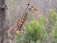 maudoc.com • Giraffe - Giraffa - Giraffa camelopardalis •  IMG_0019.jpg   ssp. giraffa : Giraffa