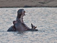 maudoc.com • Hippo - Ippotamo - Hippopotamus amphibius •  hippo IMG 0939.jpg : Ippopotamo