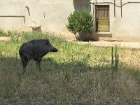 Wild Boar - Cinghiale - Sus scrofa