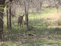maudoc.com • Greater Kudu - Cudù maggiore - Tragelaphus strepsiceros •  IMG_7912.jpg : Kudu