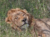 maudoc.com • African Lion - Leone - Panthera leo •  IMG_0806.jpg : Leone