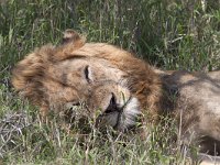 maudoc.com • African Lion - Leone - Panthera leo •  IMG_0813.jpg : Leone