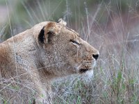 maudoc.com • African Lion - Leone - Panthera leo •  IMG_9575.jpg : Leone