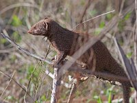 Dwarf Mongoose - Mangusta nana - Helogale parvula