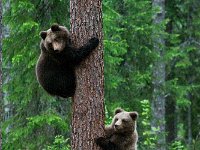 maudoc.com • Brown Bear - Orso bruno - Ursus arctos •  IMG_0983.jpg : Orso bruno