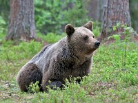 Brown Bear - Orso bruno - Ursus arctos
