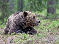 maudoc.com • Brown Bear - Orso bruno - Ursus arctos •  IMG_1075.jpg : Orso bruno