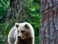 maudoc.com • Brown Bear - Orso bruno - Ursus arctos •  IMG_1099-2.jpg : Orso bruno