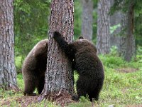 maudoc.com • Brown Bear - Orso bruno - Ursus arctos •  IMG_1127.jpg : Orso bruno