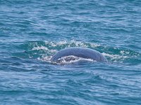 maudoc.com • Southern Right Whale - Balena franca australe - Eubalaena australis •  IMG_2171.jpg : Balena franca australe - Southern Right Whale
