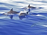 Atlantic Spotted Dolphin - Stenella striata atlantica - Stenella frontalis