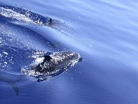 maudoc.com • Atlantic Spotted Dolphin - Stenella striata atlantica - Stenella frontalis •  DSCN9066.jpg : Stenella striata atlantica