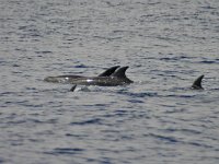 maudoc.com • Atlantic Bottlenose Dolphin - Tursiope - Tursiops truncatus •  IMG_3150.jpg : Tursiope