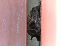 maudoc.com • Particoloured Bat - Serotino bicolore - Vespertilio murinus •  IMG_7069.jpg : Pipistrello