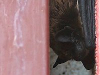 maudoc.com • Particoloured Bat - Serotino bicolore - Vespertilio murinus •  serotino.jpg : Pipistrello