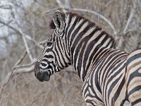 Burchell&#39;s Zebra - Zebra di Burchell - Equus quagga
