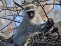 maudoc.com • Vervet Monkey - Cercopiteco verde - Chlorocebus pygerythrus •  IMG_0128.jpg : Cercopiteco verde - Vervet Monkey