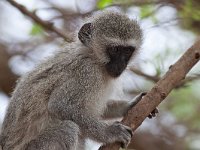 maudoc.com • Vervet Monkey - Cercopiteco verde - Chlorocebus pygerythrus •  IMG_8967.jpg : Cercopiteco verde - Vervet Monkey
