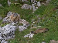 maudoc.com • Alpine Marmot - Marmotta - Marmota marmota •  IMG_7453.jpg   Lessinia, Italy : Marmotta