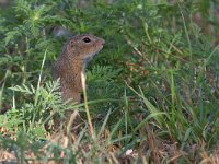 maudoc.com • Ground Squirrel - Citello - Spermophilus citellus •  IMG_9494.jpg   Neusiedler NP, Austria