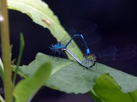 maudoc.com • Azzurrina comune - Coenagrion puella •  IMG_7653.jpg   Azzurrina comune - Coenagrion puella : Libellula