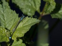 maudoc.com • Codazzurra comune - Ischnura elegans •  IMG_3435.jpg : Libellula