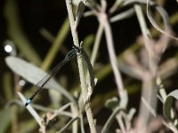 maudoc.com • Codazzurra comune - Ischnura elegans •  IMG_7753.jpg : Libellula