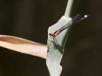 maudoc.com • Codazzurra comune - Ischnura elegans •  IMG_7765.jpg : Libellula