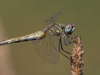 maudoc.com • Cardinale venerosse - Sympetrum fonscolombii •  IMG_7082.jpg : Libellula