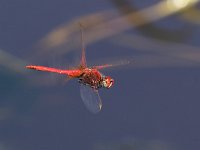 Cardinale venerosse - Sympetrum fonscolombii