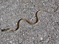 maudoc.com • Black Whip Snake - Carbonaro - Hierophis carbonarius •  biacco03.jpg : Biacco