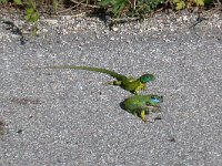 maudoc.com • Western Green Lizard - Ramarro occidentale - Lacerta bilineata •  ramarro07.jpg : Ramarro occidentale