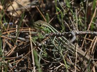 Eastern Balkan Green Lizard - Ramarro gigante orientale - Lacerta diplochondrodes dobrogica
