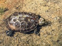 maudoc.com • Mediterranean Pond Turtle - Testuggine palustre mediterranea - Mauremys leprosa •  IMG_0734.jpg : Testuggine palustre