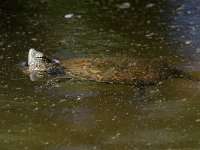 maudoc.com • Mediterranean Pond Turtle - Testuggine palustre mediterranea - Mauremys leprosa •  IMG_0817b.jpg : Testuggine palustre