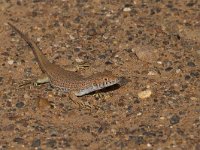 Small-spotted Lizard - Mesalina guttulata